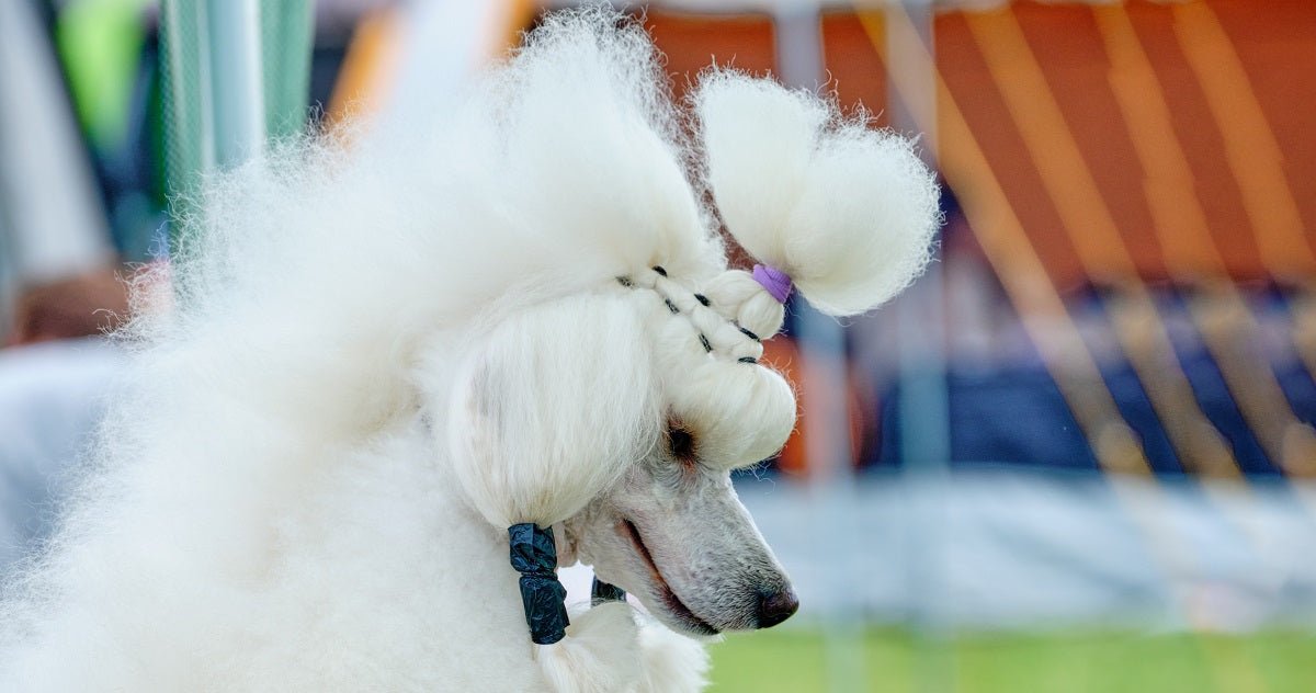 How to Maintain a Poodle Haircut? - Neakasa