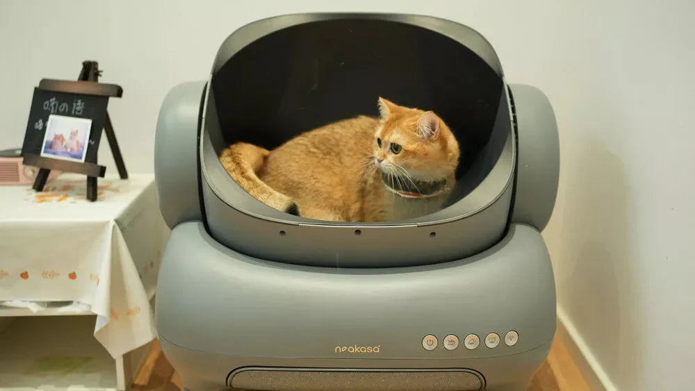 How to Prevent Cat Litter Bacteria Growth & Keep Your Home Sanitized