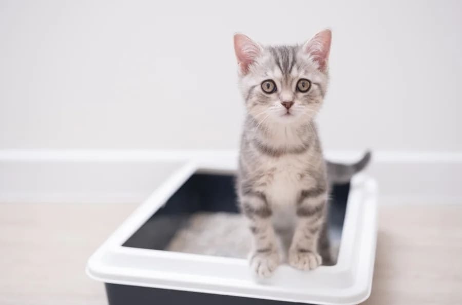 Kitten Litter Box Training: How to Transition to a Smart Litter Box Safely