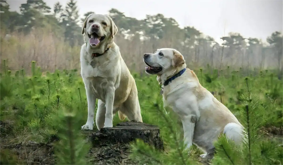 labradors