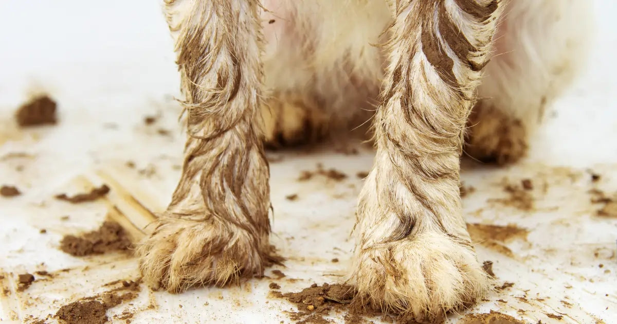 The Fifth Season: US Pet Owner's Guide to Muddy Paws