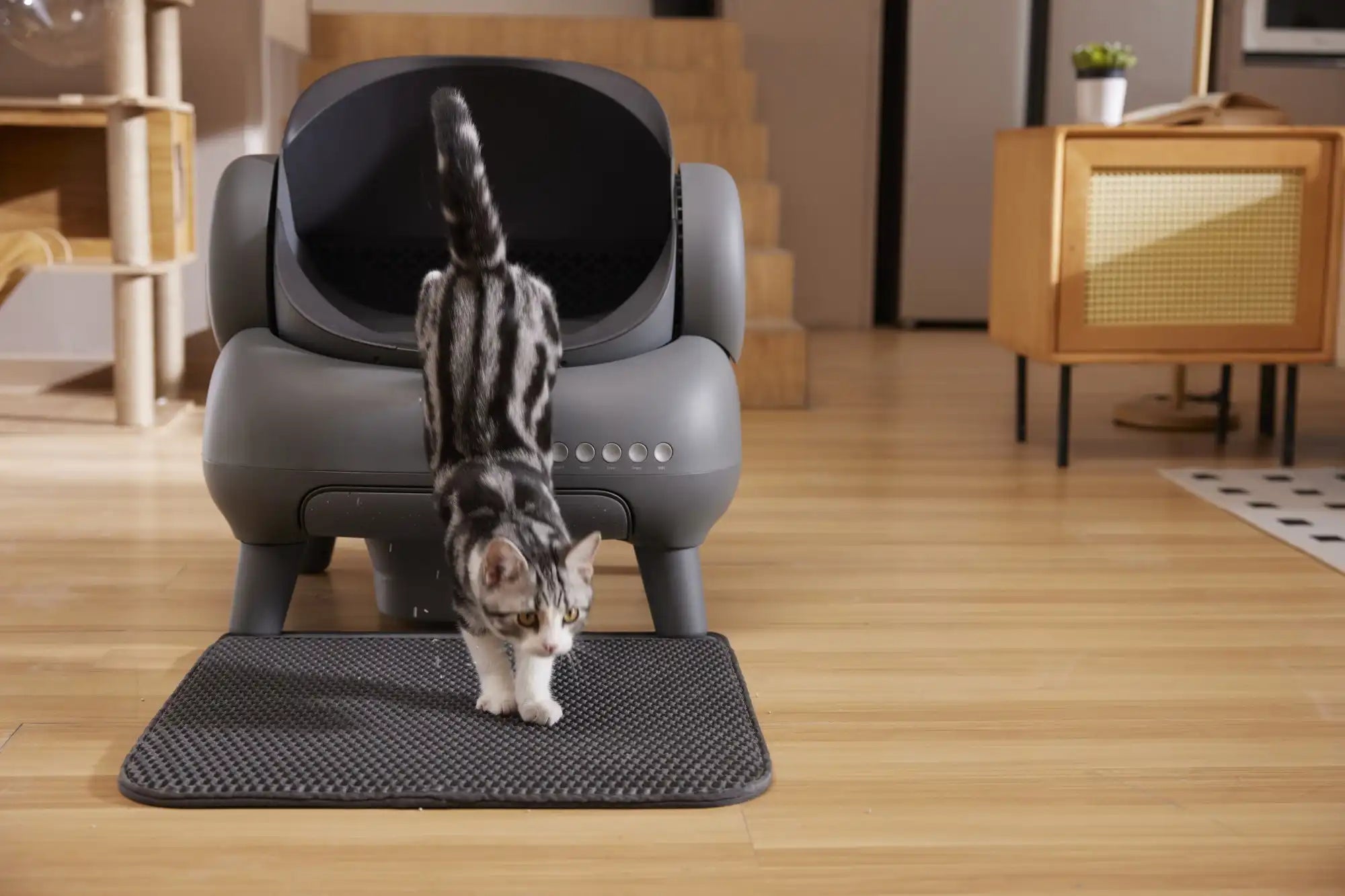 Why the Neakasa M1 is the #1 Rated Automatic Litter Box of 2026?