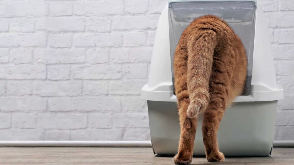 How Open-Top vs. Enclosed Impacts Feline Stress?