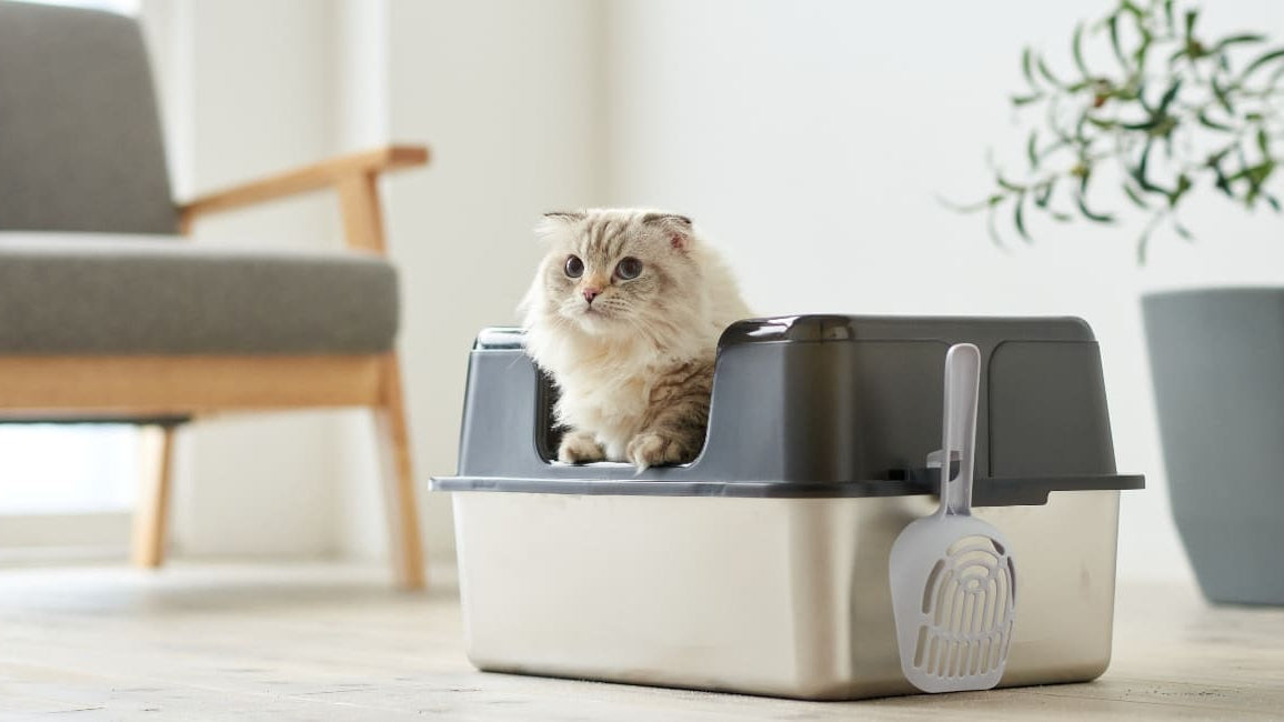 Stainless Steel vs Plastic Cat Litter Boxes: Which Is Better for Your Cat?