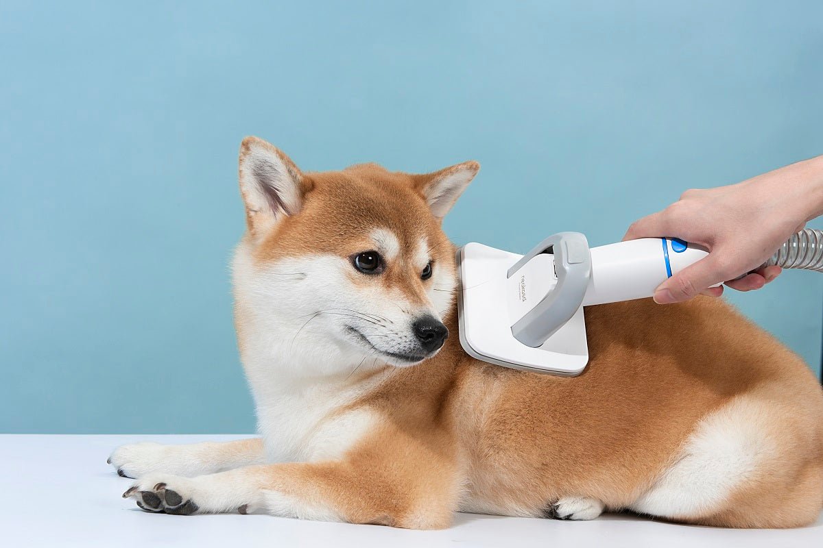 The 8 Best Dog Grooming Kits of 2022 - Neakasa