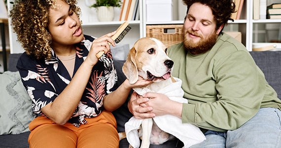 Tips for Grooming Your Pet at Home - Neakasa