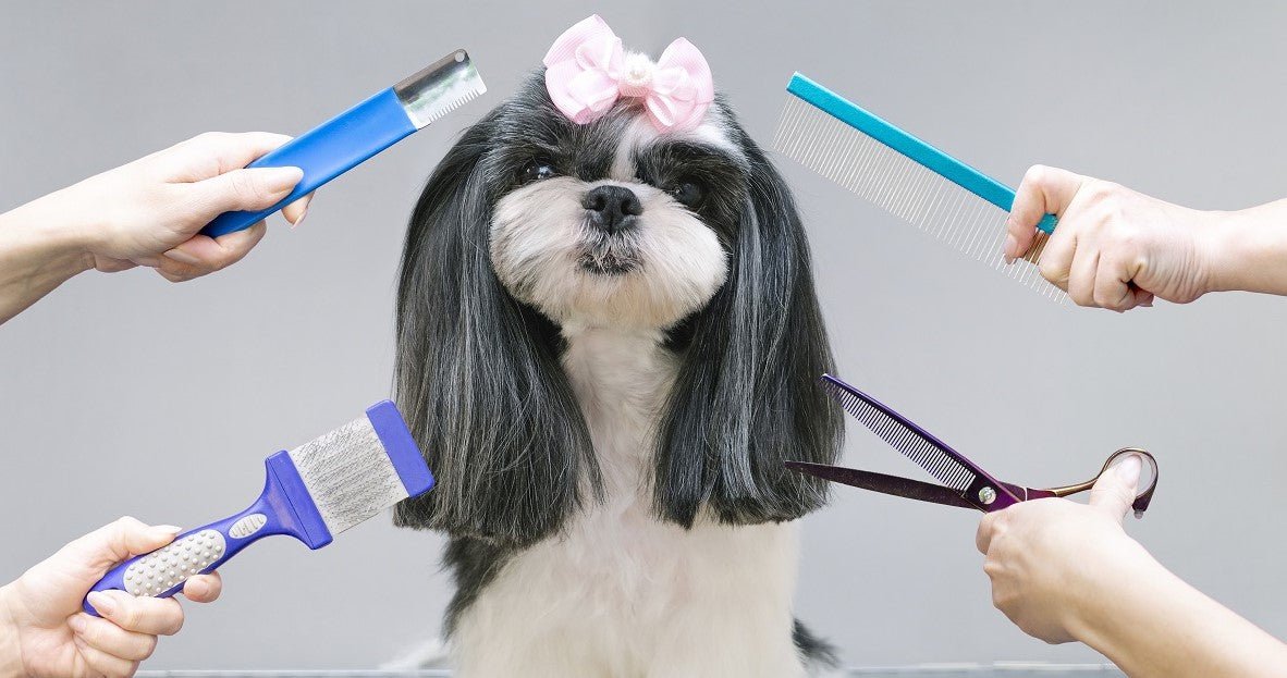 Best tools best sale for dog grooming