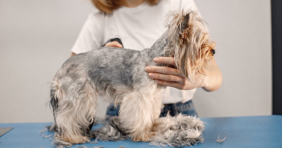 Why is My Dog Shedding a Lot?