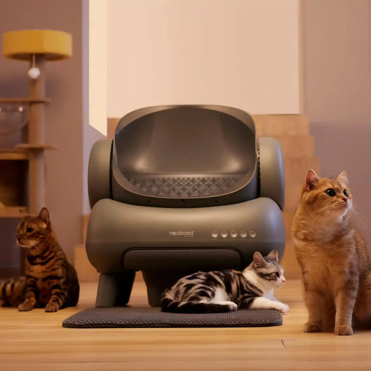 Official | Neakasa M1 Plus Open-Top Self Cleaning Cat Litter Box