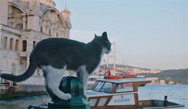 cat supplies for stress free travel