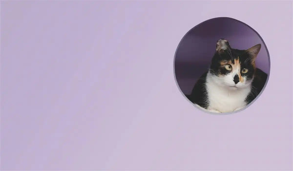 Tackling Litter Box Problems