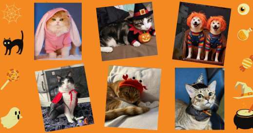 Neakasa Halloween Giveaway Recap 🎃