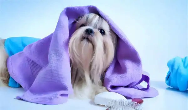 dog hair drying