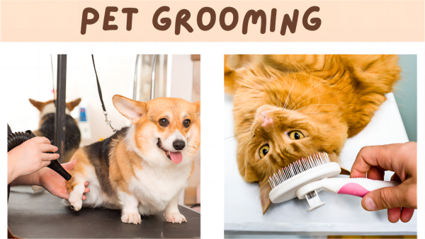 Buyer's Guide: Choosing Dog Grooming  Vacuum Kit