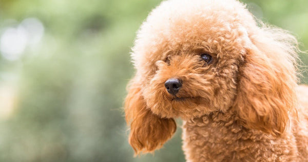8 Goldendoodle Haircut Ideas Goldendoodle Haircuts - Neakasa