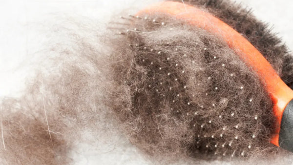 Pet Vacuums: A Furry Good Investment or Not?