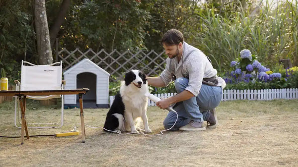 Can Using a Dog Hair Dryer Harm Your Dog's Health?