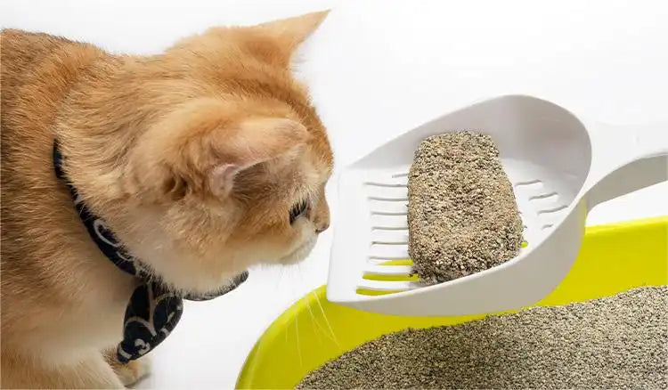 Change Cat Litter