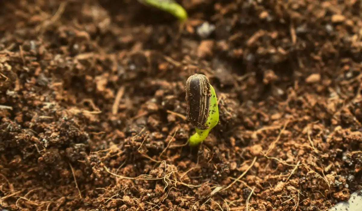 How to Keep Your Compost from Smelling