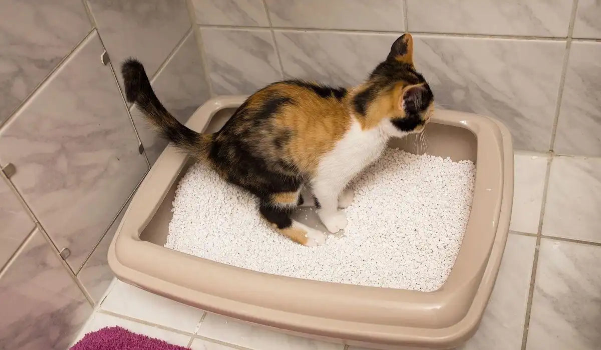 How to Train a Kitten to Use a Litter Box