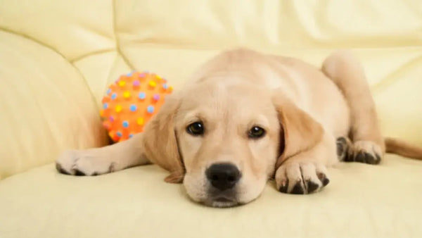 Why Labradoodle Grooming at Home Needs Dog Brush Vacuums