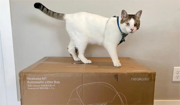 makoa standing on Neakasa Cat Litter Box