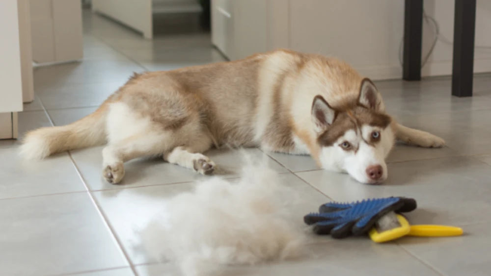 Pet Grooming Vacuum: Your Pet Shedding Season Sidekick