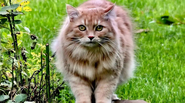 what colors can cats see