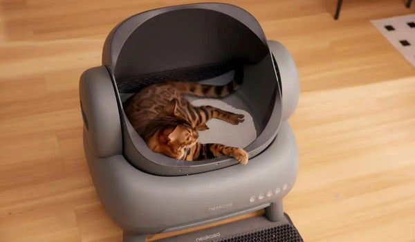 Why Is My Cat Laying in the Litter Box