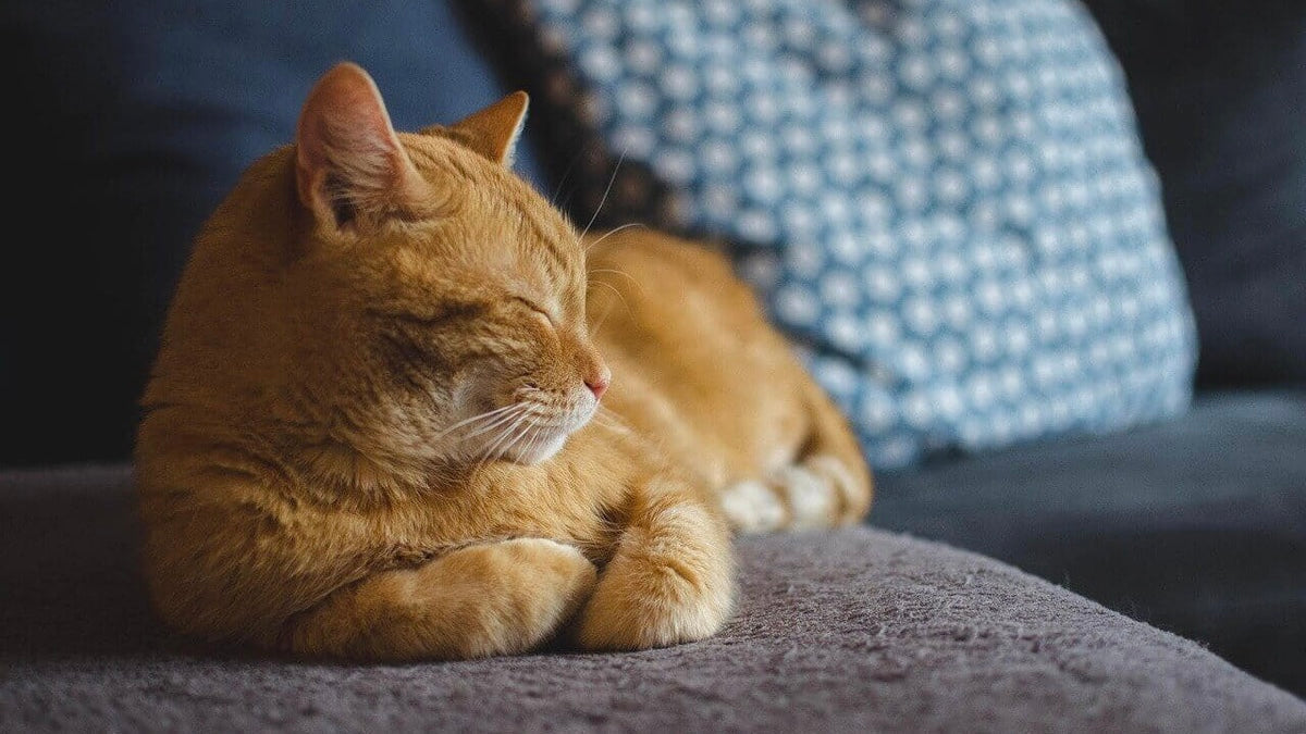 Are Automatic Litter Boxes Safe? Check This Out!