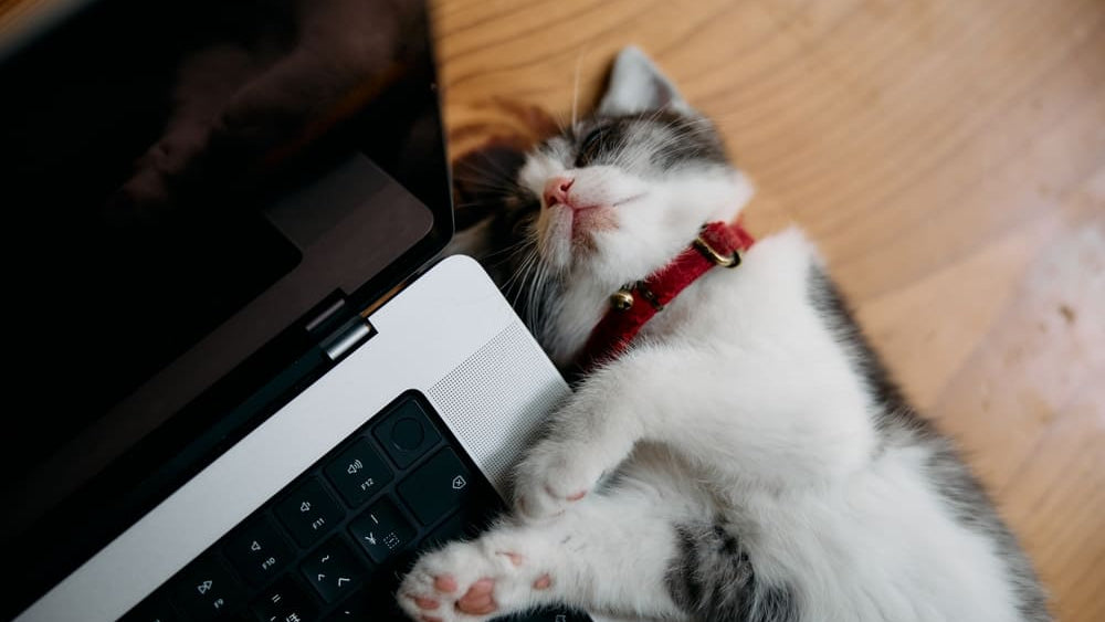 Best Automatic Litter Box for Busy Owners in 2026: Top Time-Saving Picks