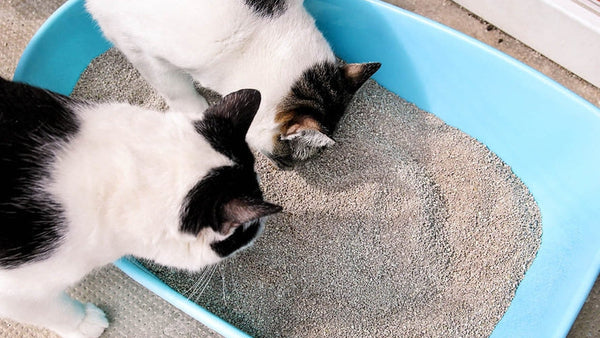Best Clumping Cat Litter for Automatic Litter Boxes: A Technical Guide