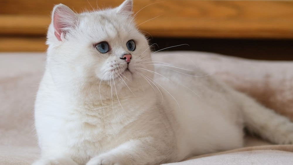 Stop Litter Box Avoidance: 7 Best Litter Boxes for Picky Cats