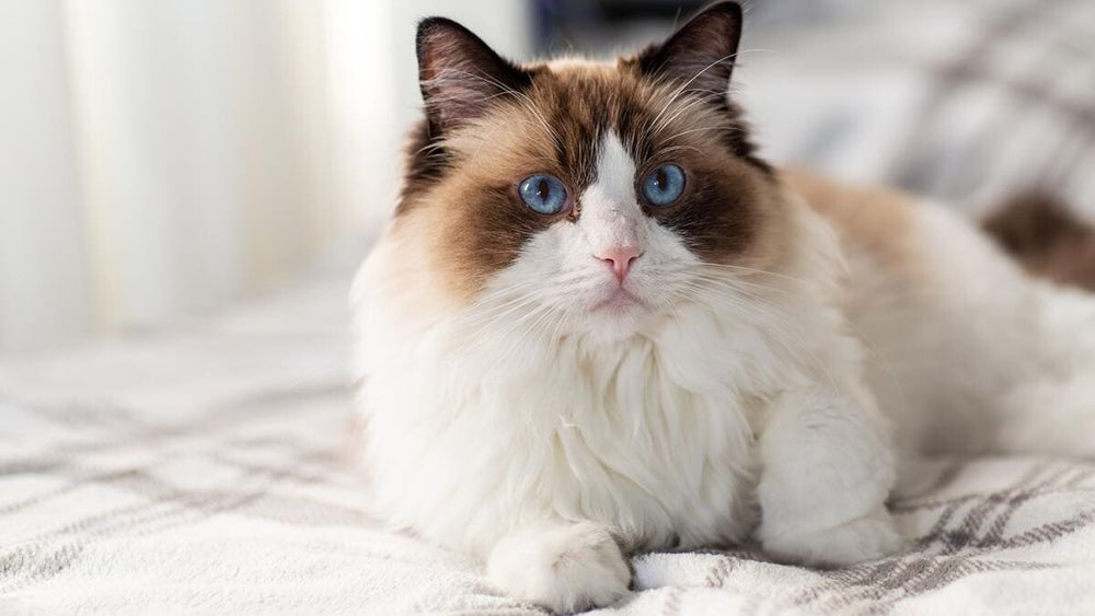 Ragdolls are “gentle giants,” but their large frames and fluffy ...