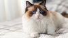 Top Rated Automatic Litter Boxes for Ragdoll Cats: Size & Safety Review