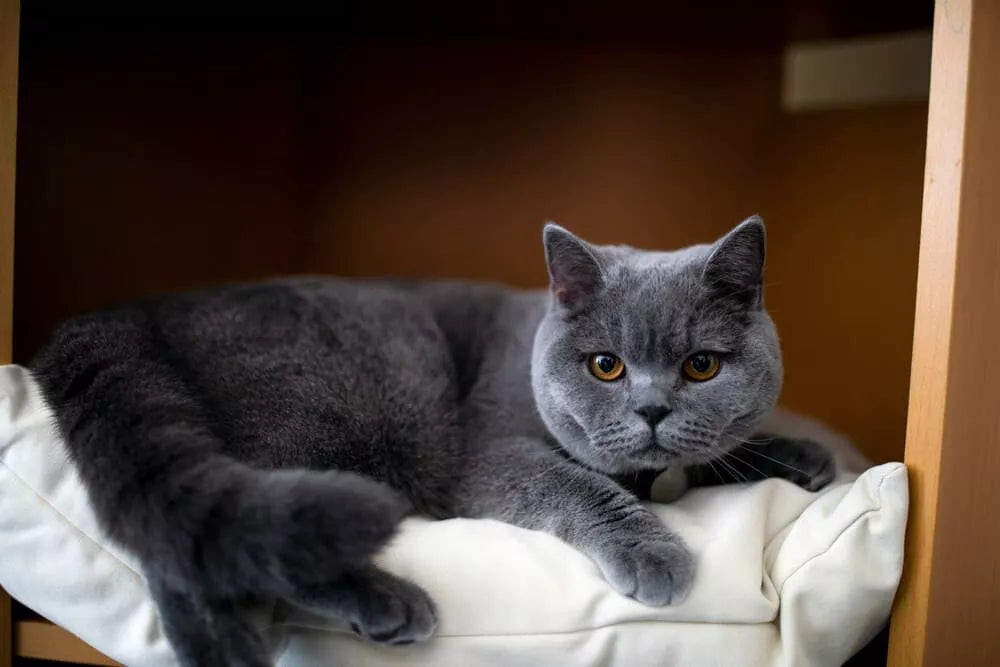 What to Do About Cat Dandruff: Complete Guide to Causes & Care