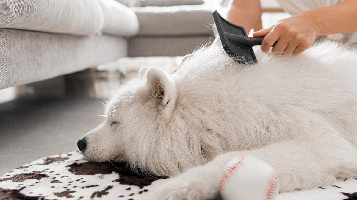 dog brush vacuum