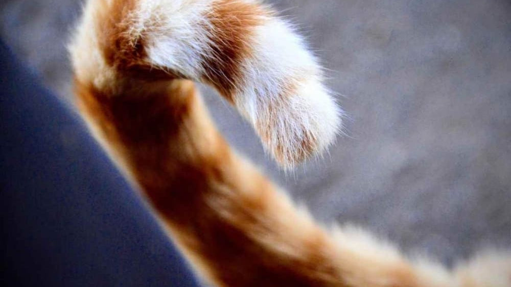 Do Cats Really Control Their Tails? Decode What Your Cat’s Tail Is Trying to Tell You