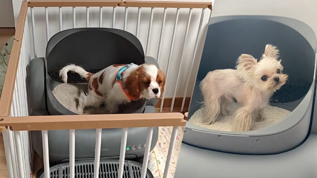 Dog Litter Box vs. Pee Pads - Which Is Right for Your Furry Friend?