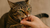 Your Cat Bites Then Licks You? Here’s What They’re Trying to Tell You