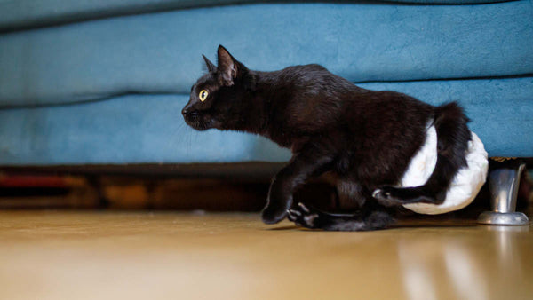 cat diapers