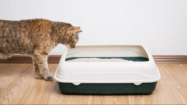 Cat Diarrhea Outside Litter Box? 5 Urgent Steps to Stop the Mess