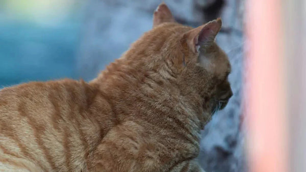 Understanding Cat Fur Health Indicators for a Softer, Shinier Coat