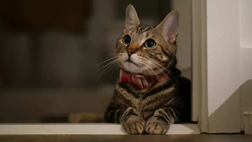 Cat Hygiene Tips: Best Practices for a Clean, Odor-Free Home