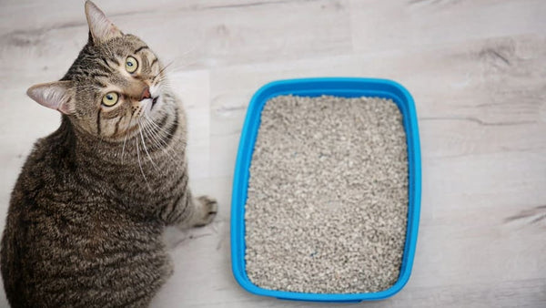 Stop the Scatter: How to Prevent Cats from Kicking Litter Out of the Box