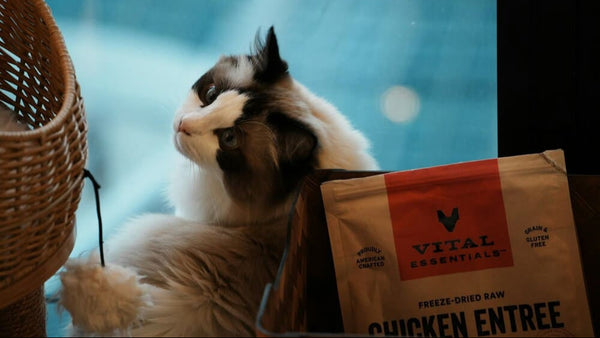 Is It Bad to Change Cat Litter Brands? How to Do It Right