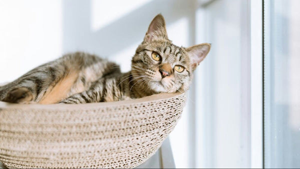 Cat Litter Dust Allergies: 6 Proven Solutions for Relief