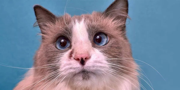 Cat Ringworm Treatment: Cure Your Cat & Sanitize Your Home