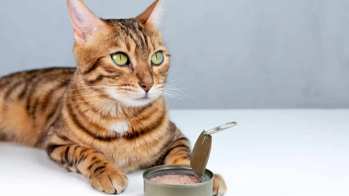 how long can wet cat food sit out