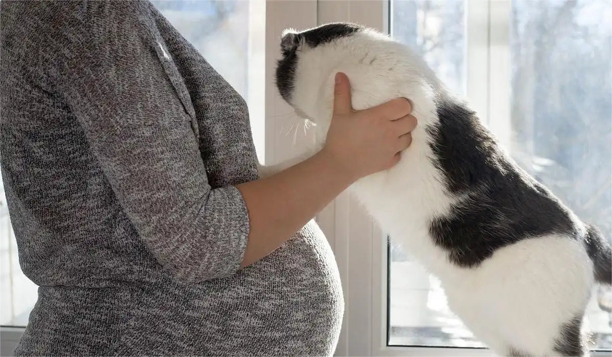 cat and pregnant